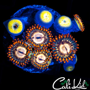 ASSORTED ZOA MINI COLONY