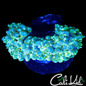 BI COLOR BUBBLE CORAL