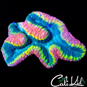 FUN DIP SYMPHYLLIA