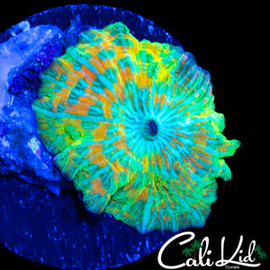 CK INVICTUS MUSHROOM