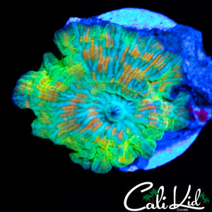 CK INVICTUS MUSHROOM