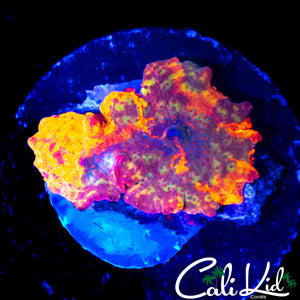RARE SPOTTED 4 COLOR MUSHROOM