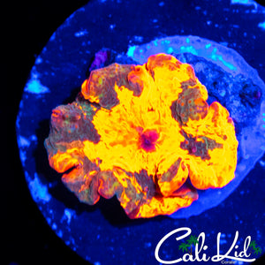 AMAZING TRI COLOR MUSHROOM