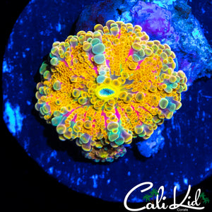 PINK BASE RAINBOW BUBBLE YUMA