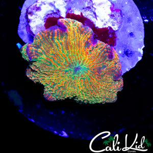 RARE RAINBOW DISCO SHROOM