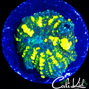 CK BLUE TWISTER BOUNCR SHROOM