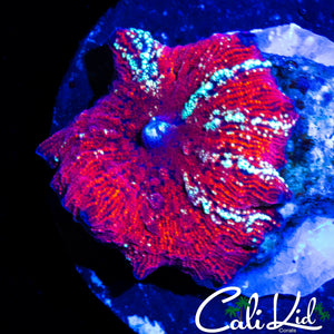 RED DEVIL TYPE CHUNKY SHROOM