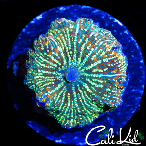 RARE LIGHTNING BOLT DISCO SHROOM