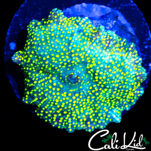YELLOW SPOTTED DISCO SHROOM LARGE
