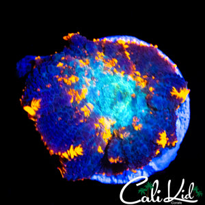 CK ONE OF A KIND MUSHROOM