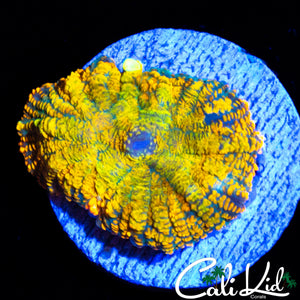 LARGE RAINBOW RHODACTIS BOUNCE MUSHROOM