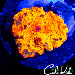 SPOTTED TRI COLOR MUSHROOM