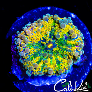 INSANE RAINBOW BUBBLE YUMA
