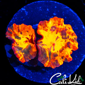 BAD ASS DOUBLE CC SHROOM