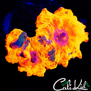 TRIPLE THREAT MUSHROOM ROCK