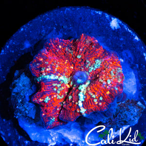 WHITE SPPOTTED RED DEVIL MUSHROOM