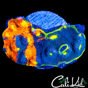 CK UNRELEASED RAINBOW CHALICE COLONY
