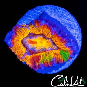CK GUMMI BEAR ACAN