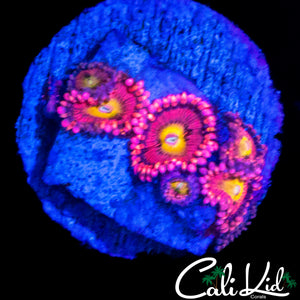 CK CHERRY BLOSSOM ZOA MINI COLONY