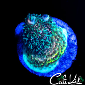 CK RAINBOW MILLI