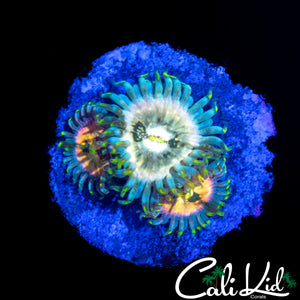 SOUR PUNCH ZOA TRIPLE