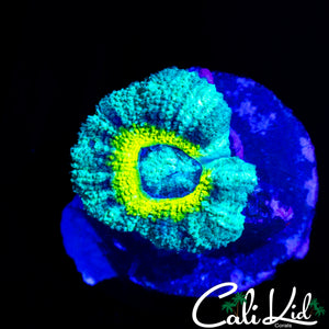 RARE ASIAN ACAN