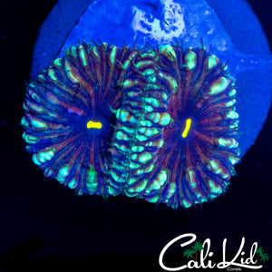 GOLDEN BUBBLE BLASTO DOUBLE