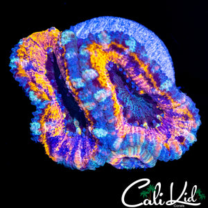 CK SHAPE SHIFTER ACAN TRIPLE