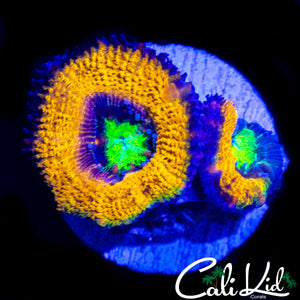 CK MELLO YELLO ACAN DOUBLE