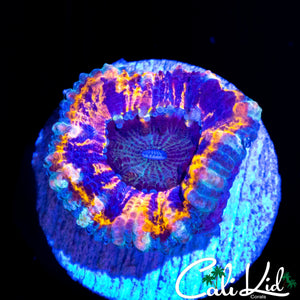 CK SHAPE SHIFTER ACAN