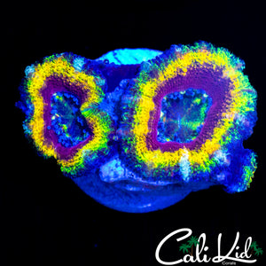RAINBOW RING ACAN DOUBLE