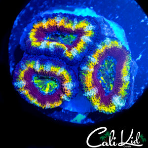 RAINBOW RING ACAN TRIPLE