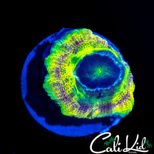 RARE RAINBOW ASIAN ACAN