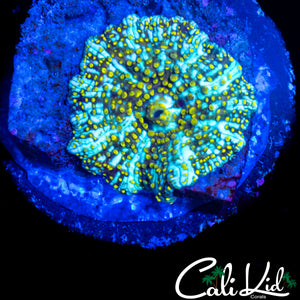 YELLOW SPOTTED DISCO SHROOM
