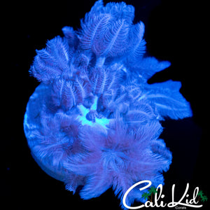 PULSATING XENIA