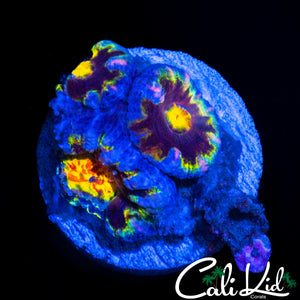 CK UNRLEASED RAINBOW ACAN TRIPLE