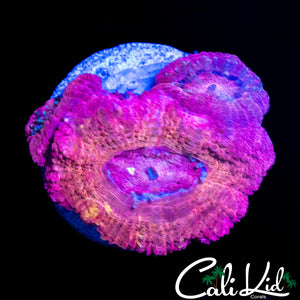 RARE PINK ASIAN ACAN TRIPLE