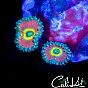 BEAUTY AND THE BEAST ZOA DOUBLE