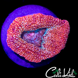 CK GUAVA MELTDOWN BOWER