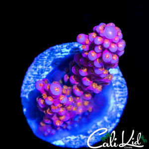 CK POPPIN BOBA ACRO
