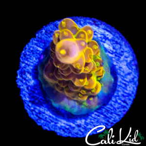 CK RAINBOW SMOOTHIN ACRO