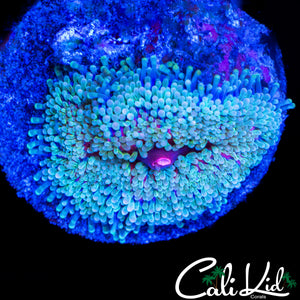 PINK MOUTH RICORDIA
