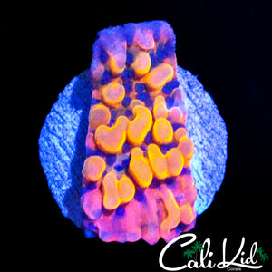 MYSTERY RAINBOW MONTI
