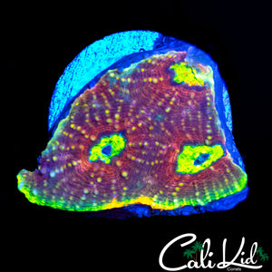 CK RED HOT ECHINATA
