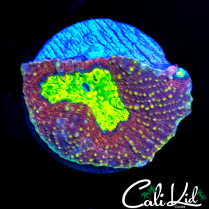 CK RED HOT ECHINATA