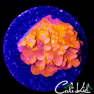 CK FLAMIN SETOSA