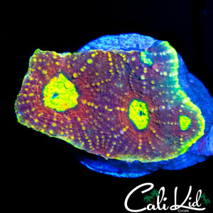 CK RED HOT ECHINATA