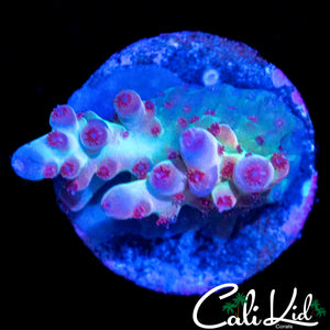 PINK POLYP SMOOTH SKIN ACRO