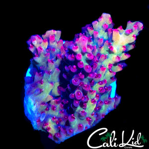 CK SHORTCAKE ACRO