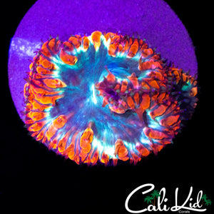 TRI COLOR BLASTO TRIPLE